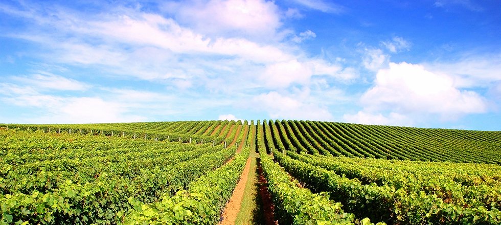 Hero Image Winery production